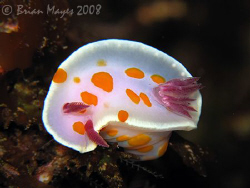 Clown Nudibranch (Ceratosoma amoena) from Poor Knights<><... by Brian Mayes 
